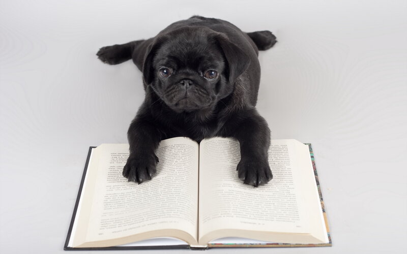 Black Pug Puppy — Calm, Photograph, Book, Paws