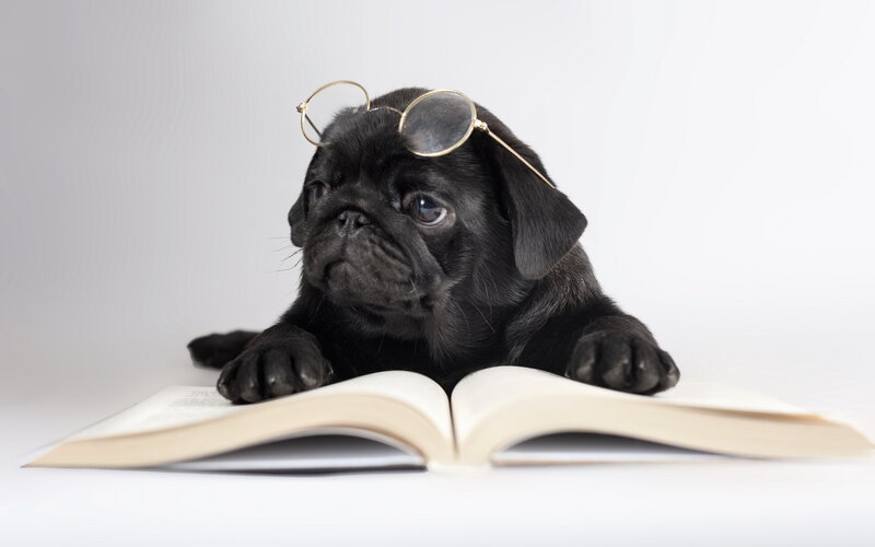 Black Pug Puppy — Calm, Photograph, Book