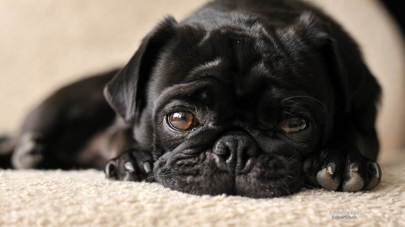 Black Pug Puppy — Calm, Photograph, Carpet