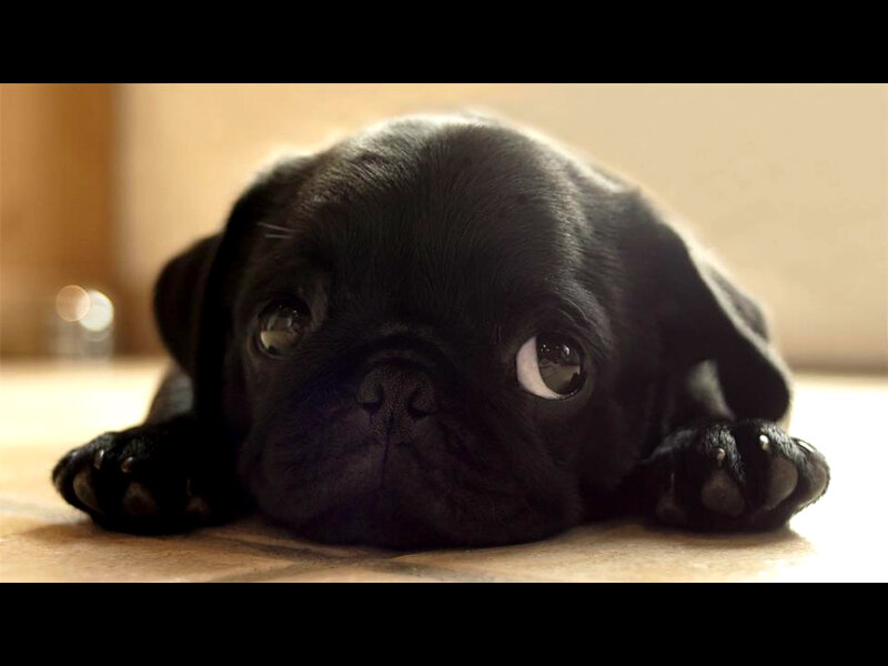 Black Pug Puppy — Calm, Photograph, Floor