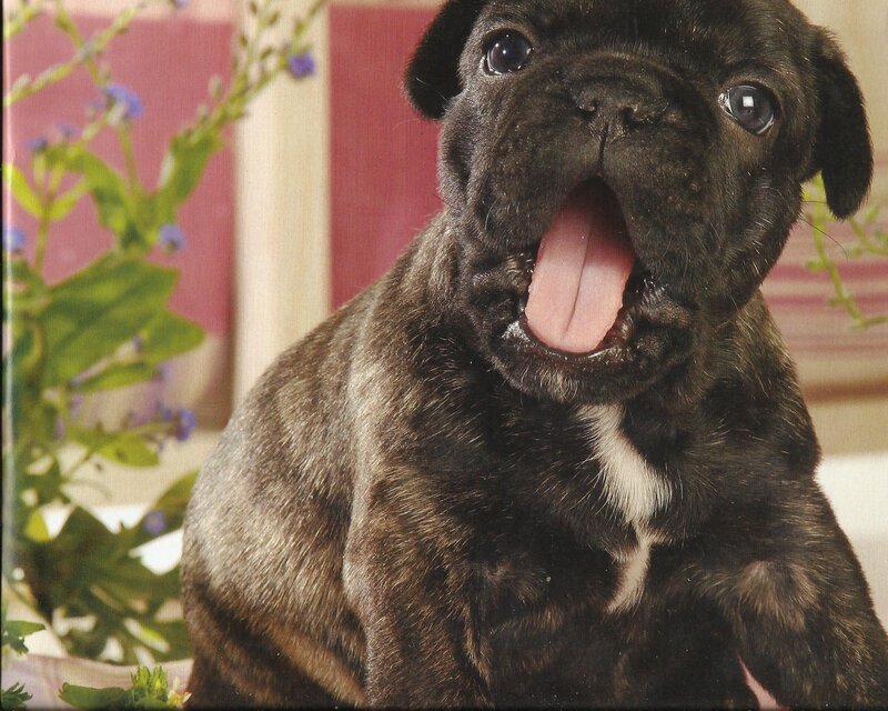 Black Pug Puppy — Calm, Photograph, Flowers