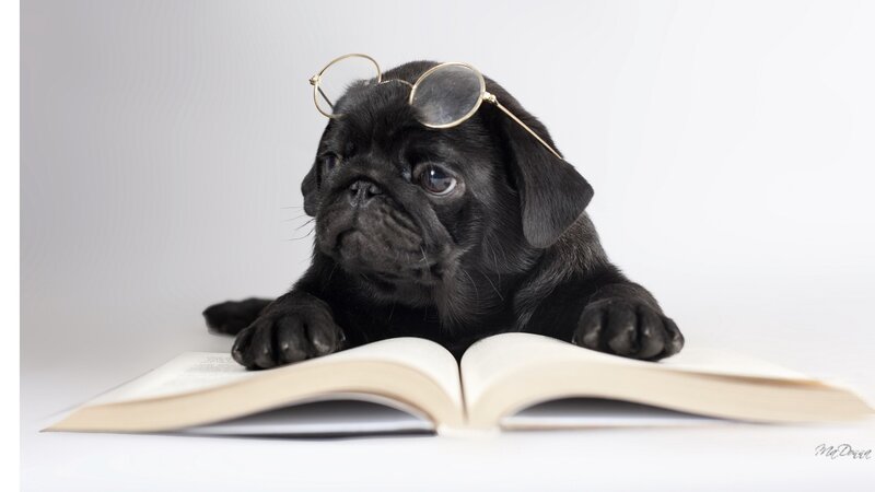 Black Pug Puppy — Calm, Photograph, Glasses
