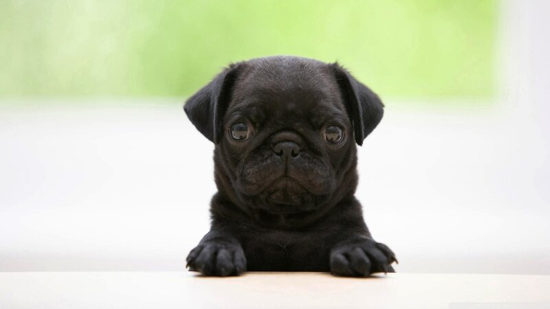 Black Pug Puppy — Calm, Photograph, Table