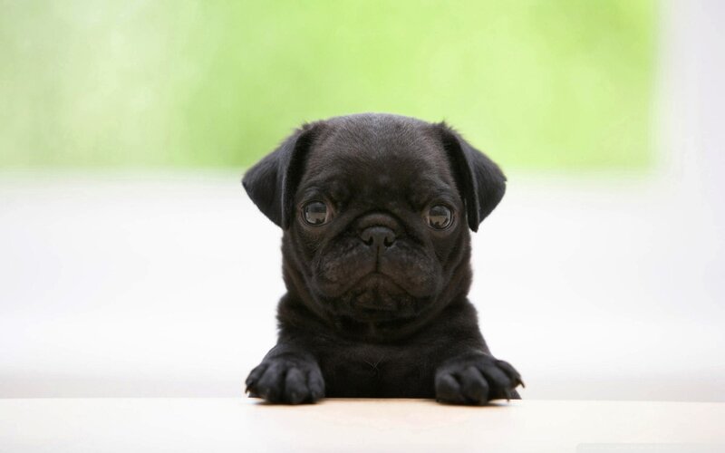 Black Pug Puppy — Calm, Photograph