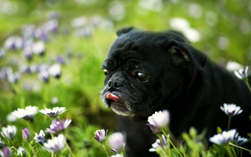 Black Pug Puppy — Calm, Spring