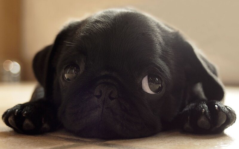 Black Pug Puppy — Calm