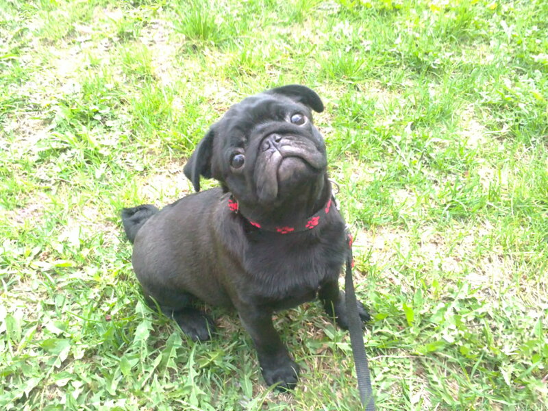 Black Pug Puppy — Green