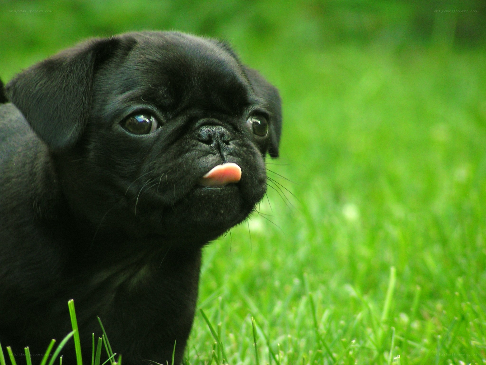 Black pug puppy in grass