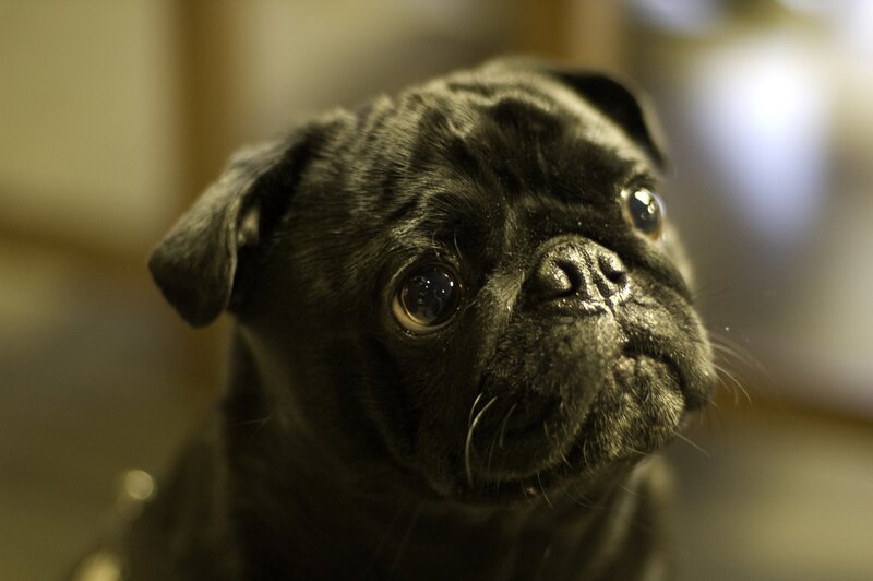 black pug puppy looking up