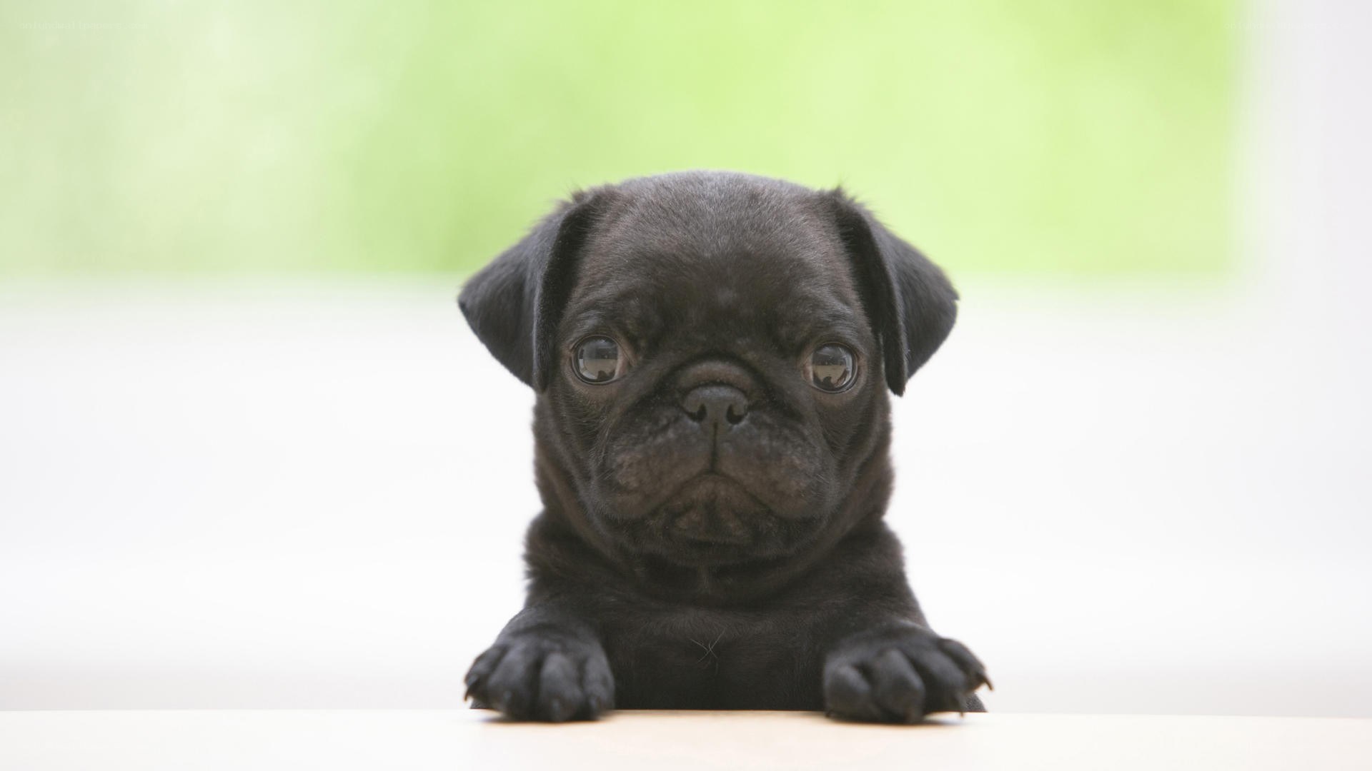 black pug puppy looking up