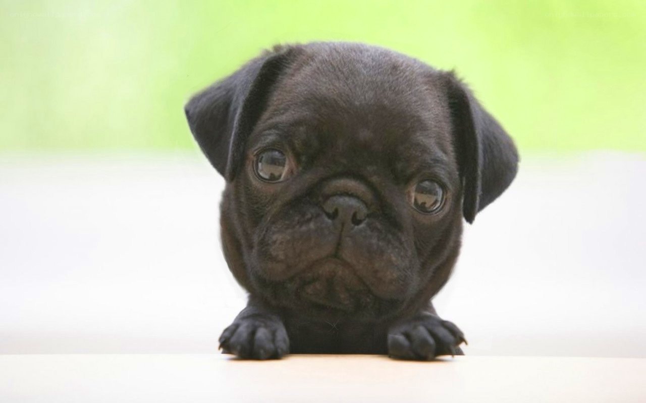 black pug puppy looking up