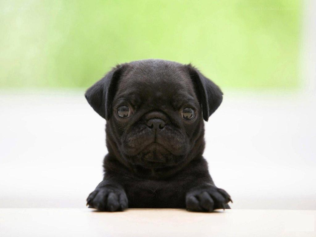 black pug puppy looking up