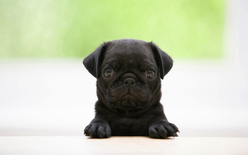 black pug puppy looking up
