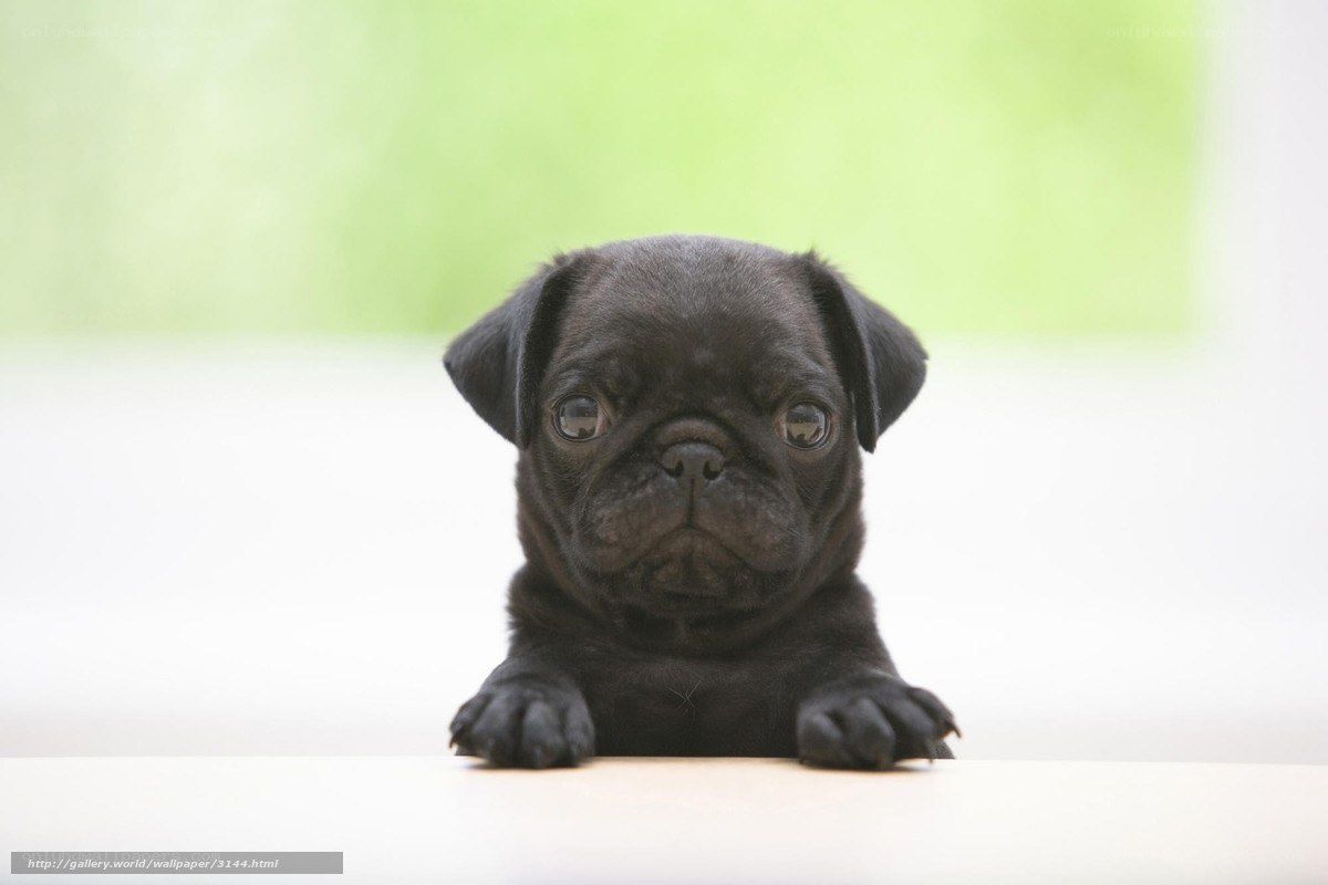 black pug puppy looking up