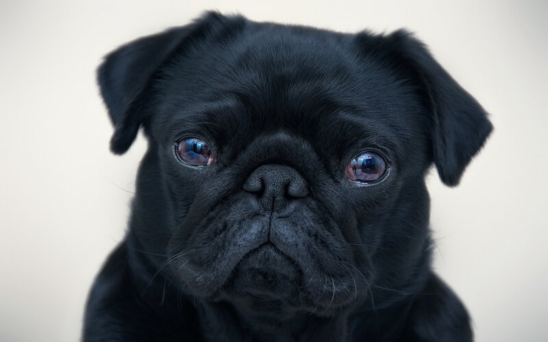 Black Pug Puppy — Neutral, Photograph