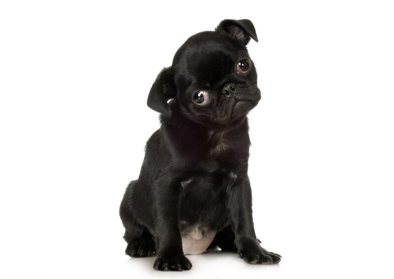 Black Pug Puppy — Neutral, Photograph, White Background