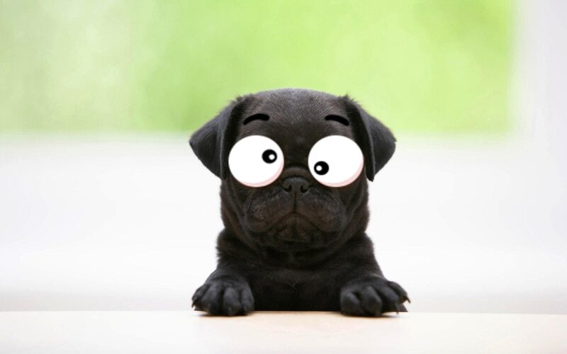 Black Pug Puppy — Neutral