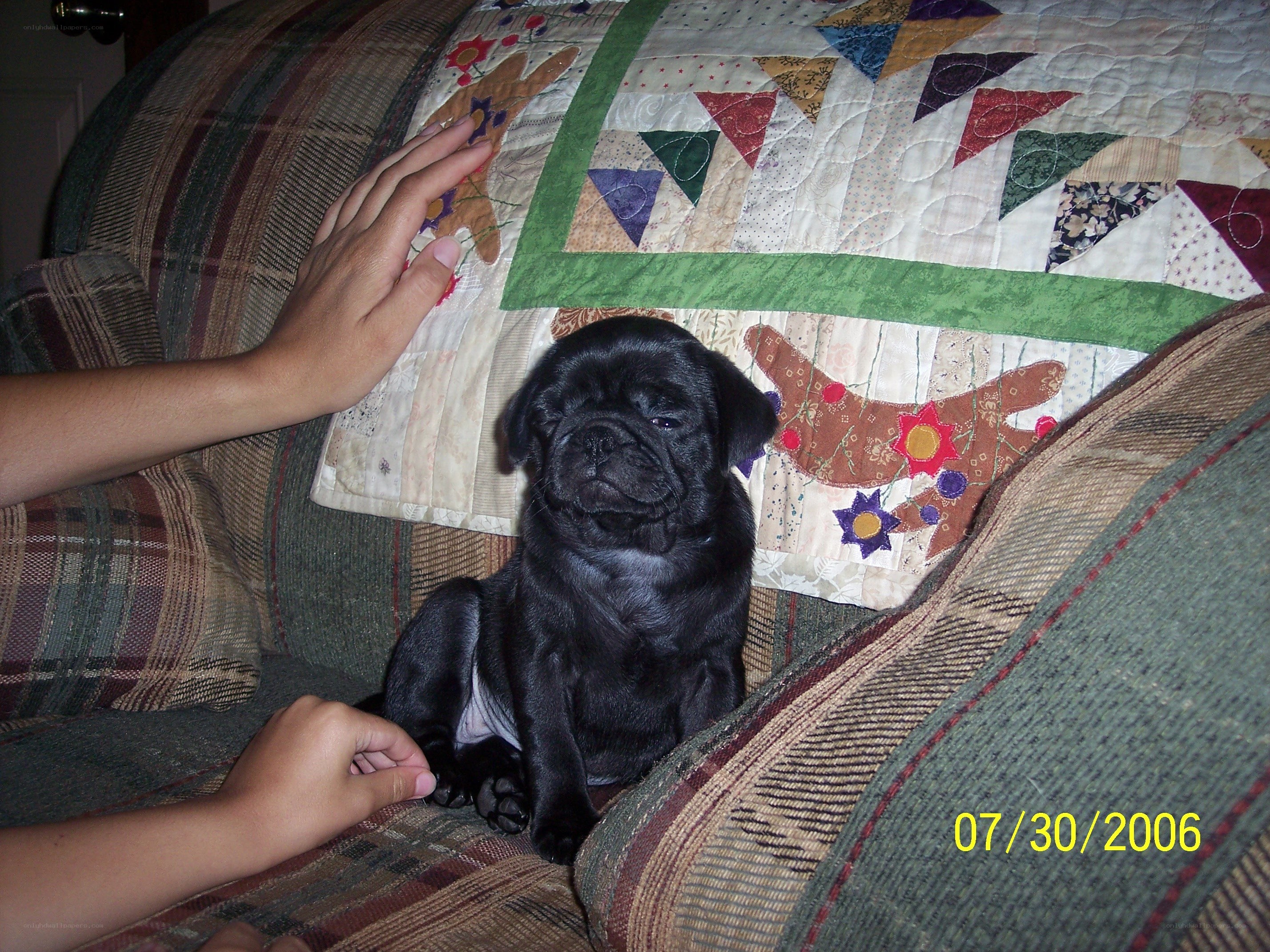 Black pug puppy on couch