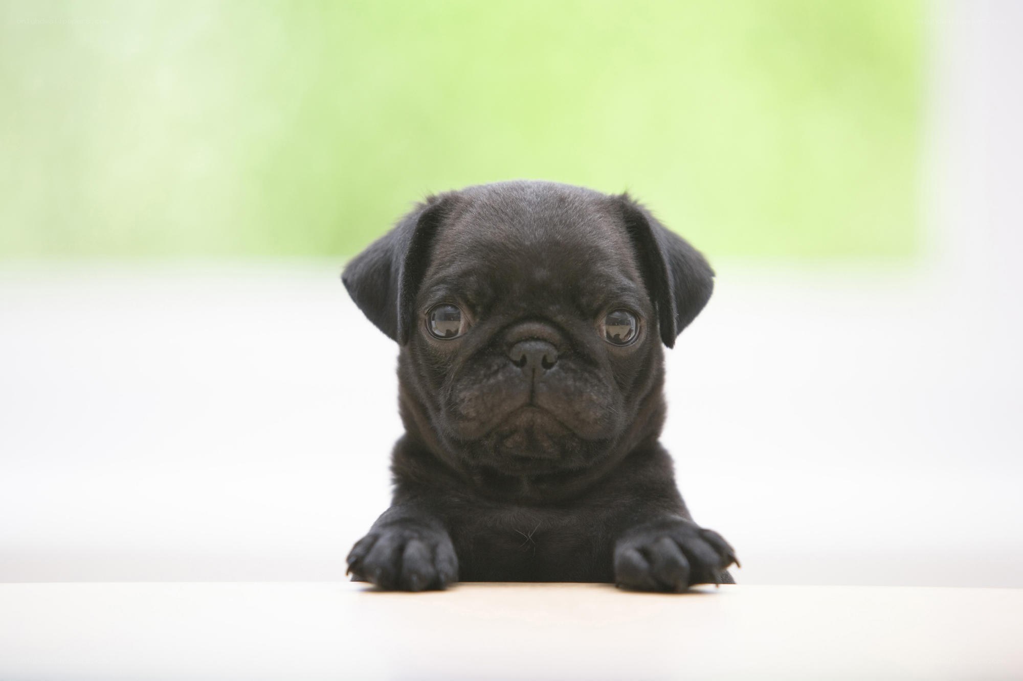 black pug puppy on table