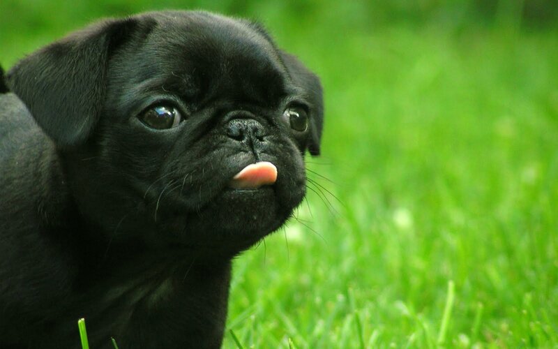 black pug puppy outdoors
