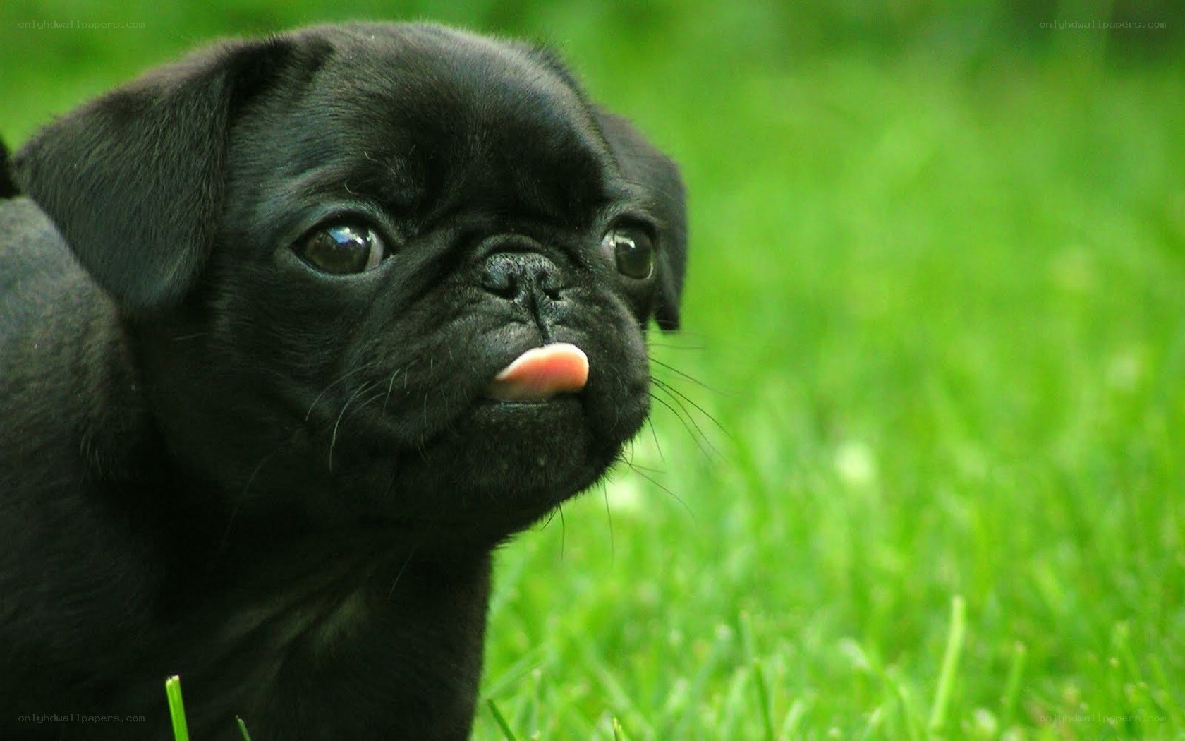 black pug puppy outdoors