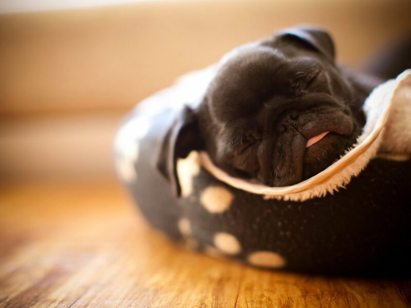Black Pug Puppy — Peaceful, Morning