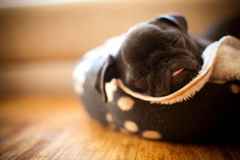 Black Pug Puppy — Peaceful, Photograph