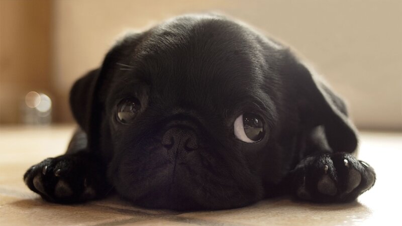 black pug puppy resting