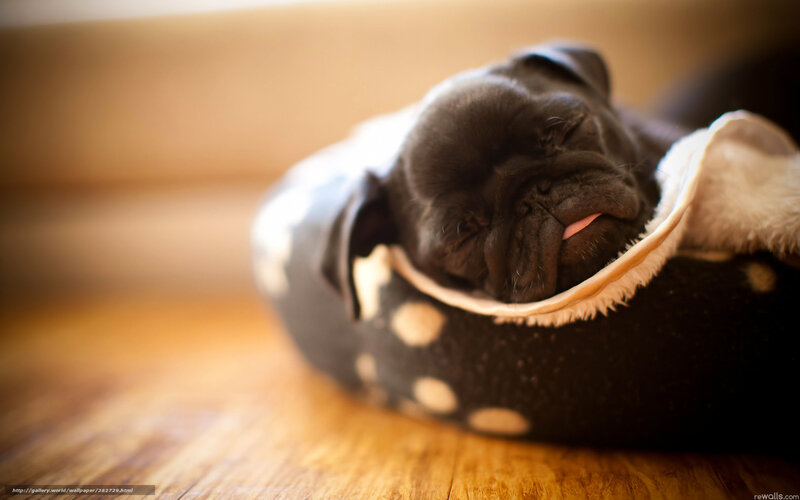 Black Pug Puppy Sleeping — Peaceful