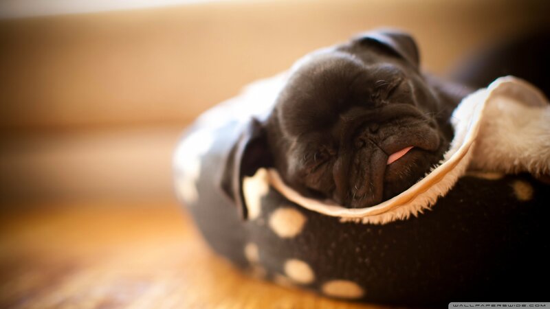 Black Pug Puppy Sleeping
