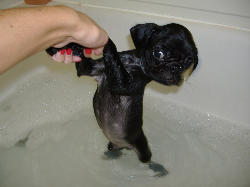 Black Pug Puppy