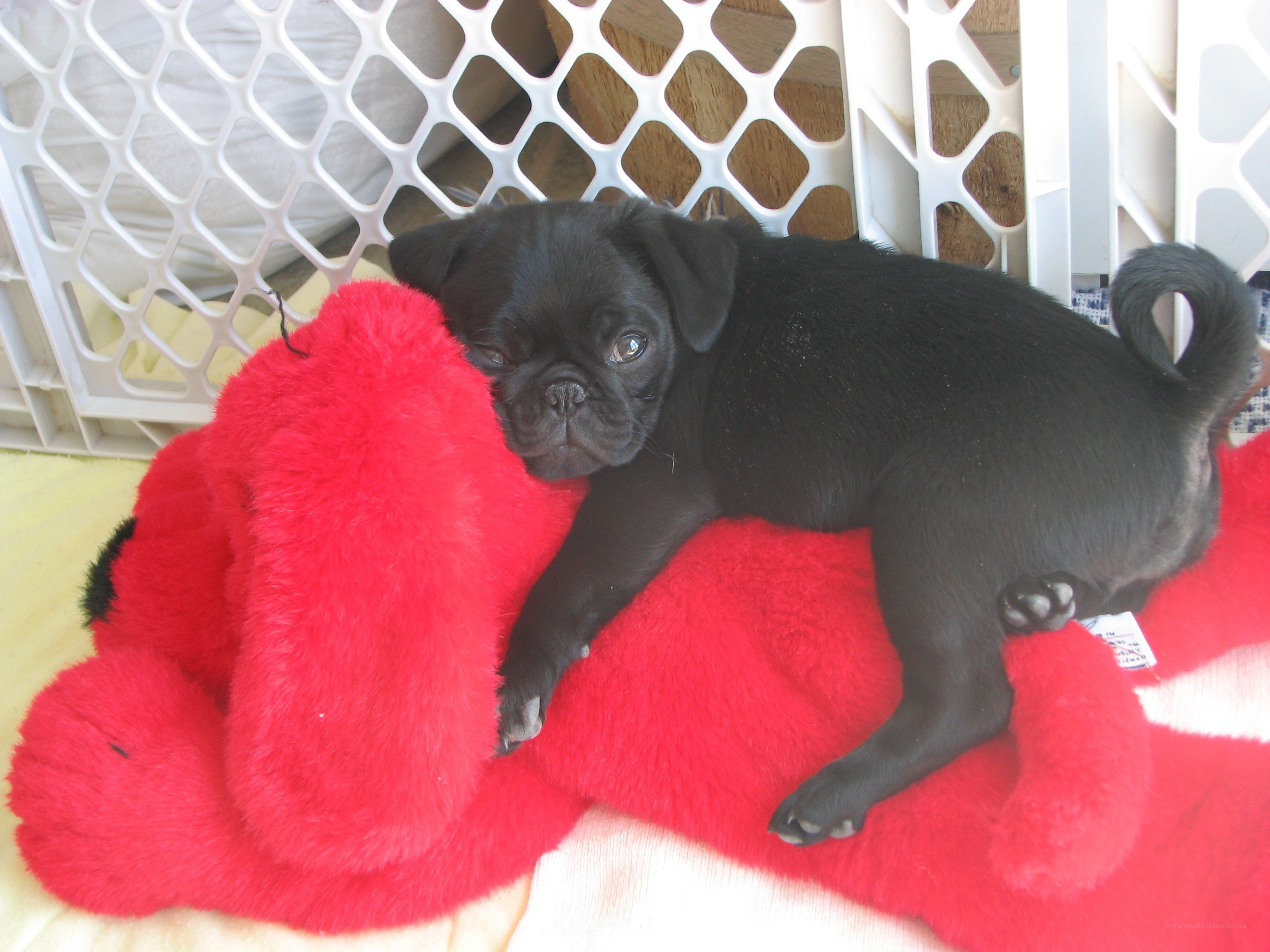 Black pug puppy with red toy