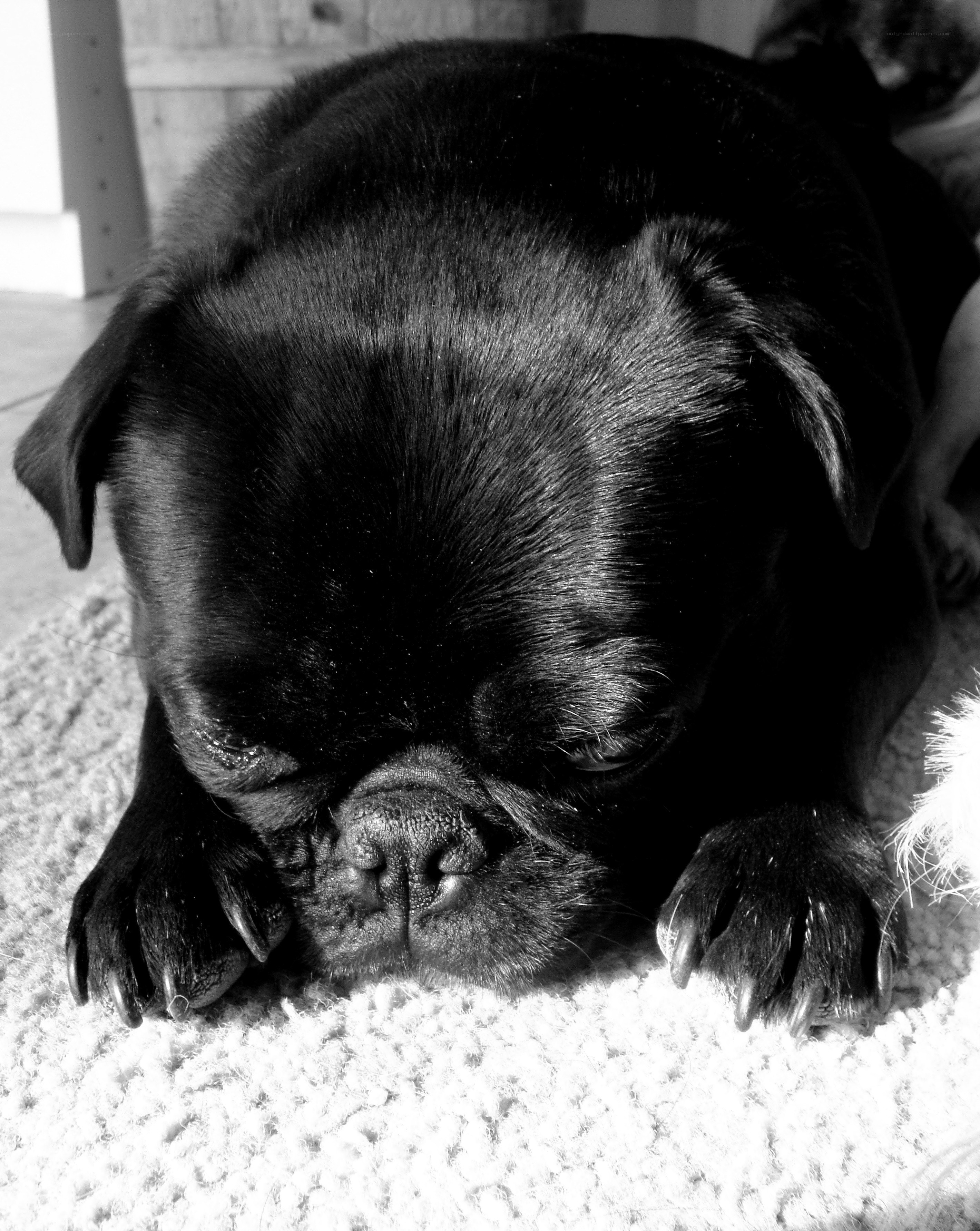 Black pug sleeping on carpet