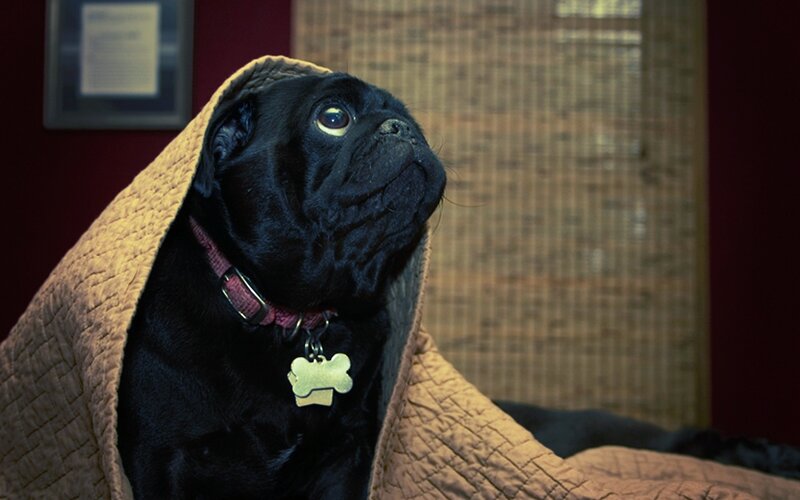 black pug under blanket