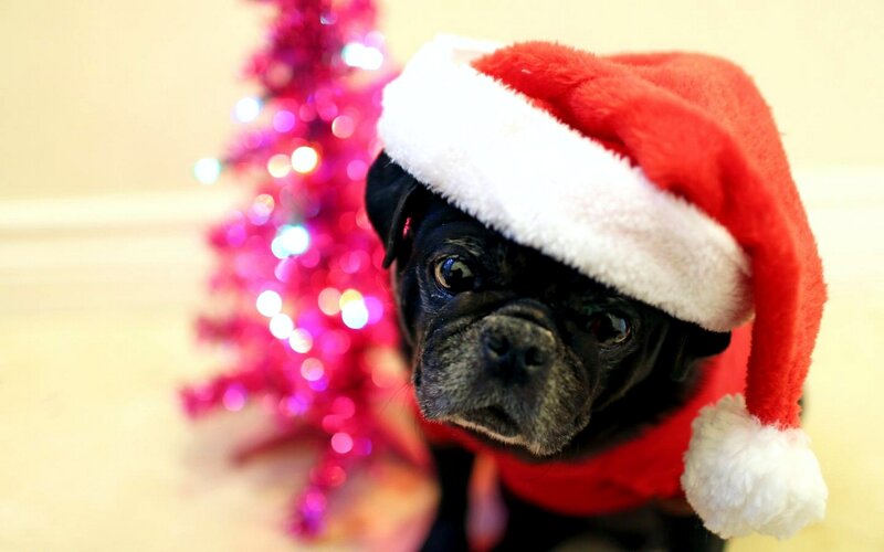 Black Pug Wearing Hat