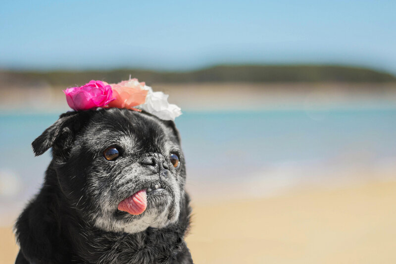 Black Pug with Flower Crown — Serene