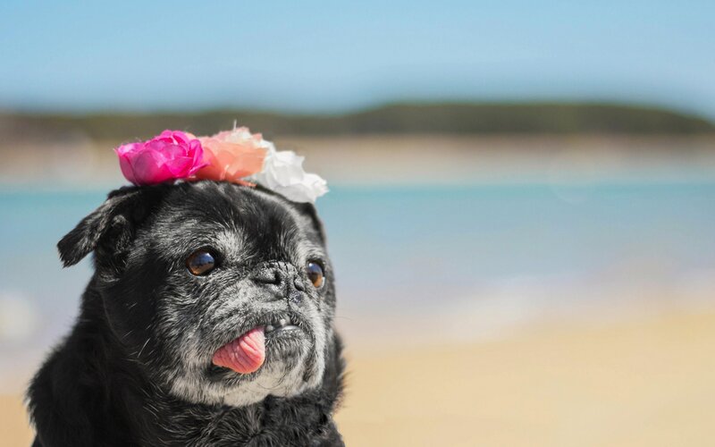 Black Pug with Flower Crown