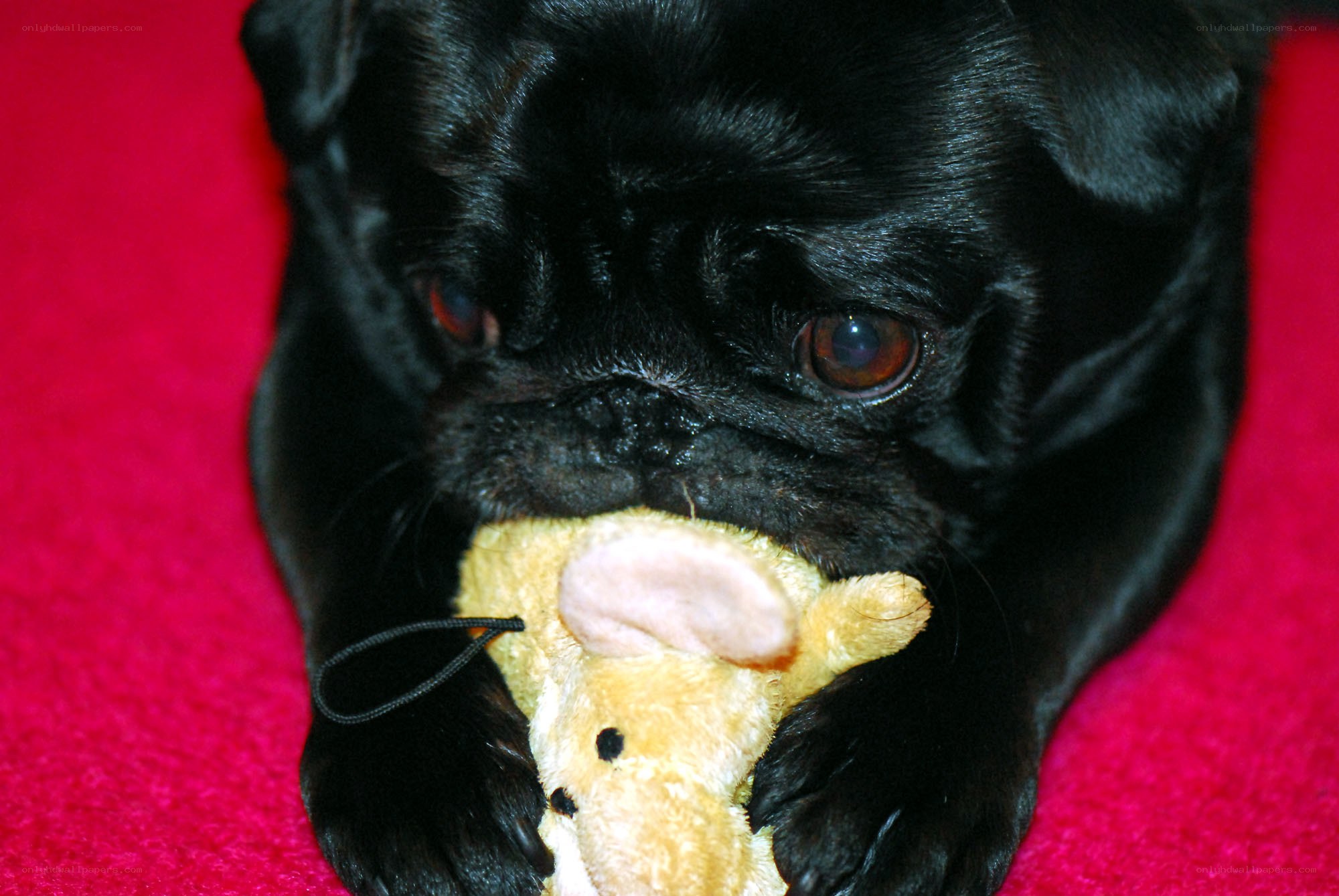 black pug with toy