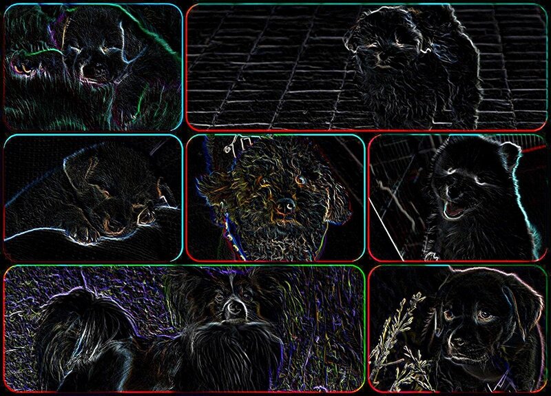 Black Puppies in Collage