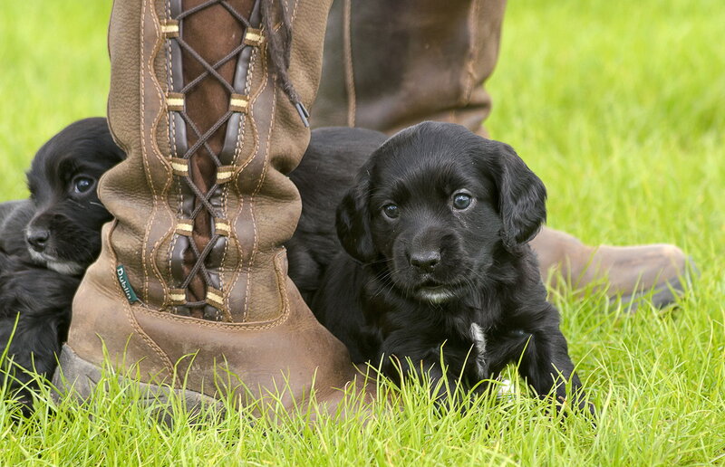 Black Puppies in Grass