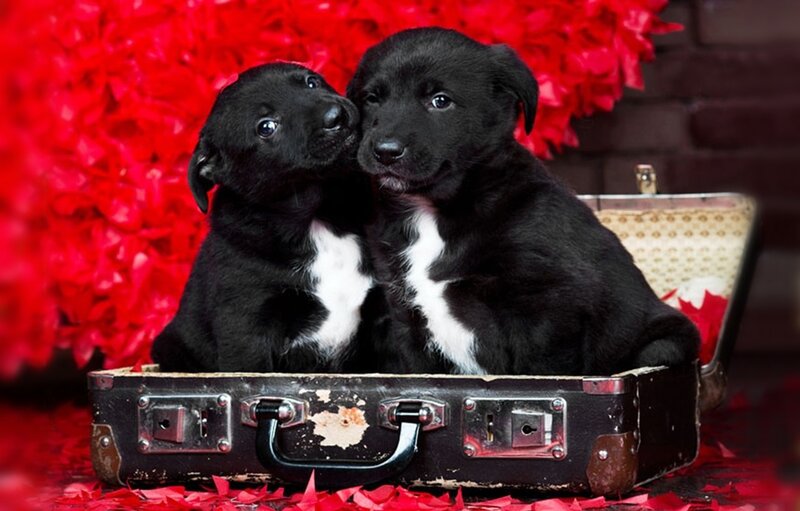 Black Puppies in Suitcase