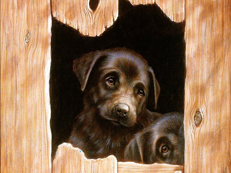 Black Puppies in Wooden Box