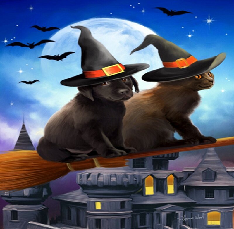 Black Puppy and Cat on Broom