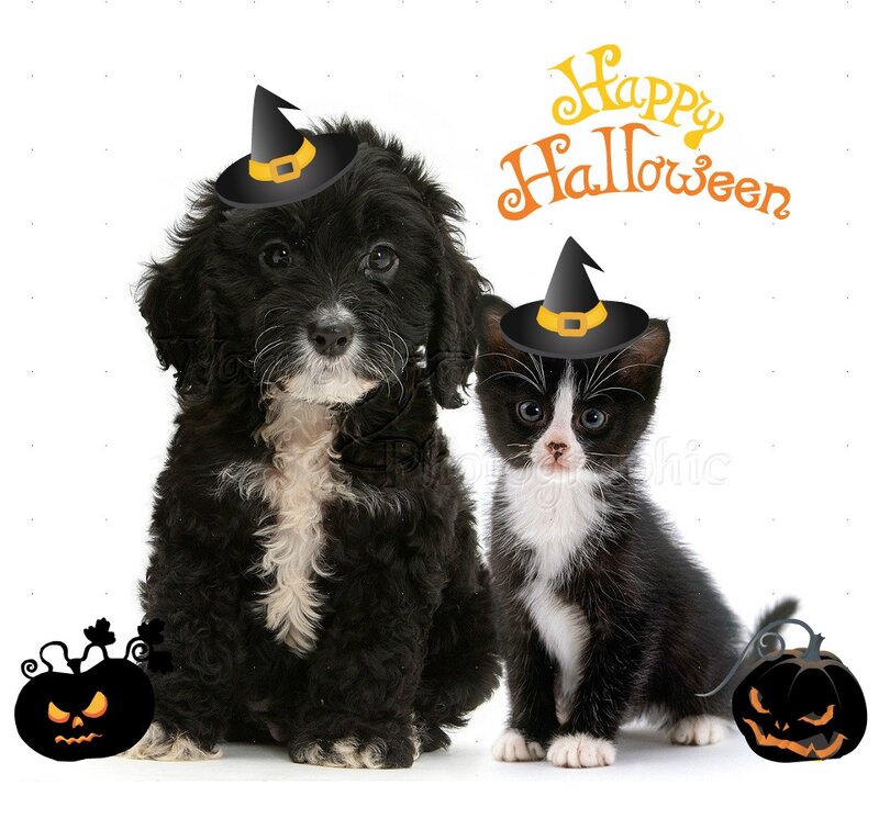 Black Puppy and Kitten — Festive