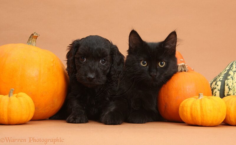 Black Puppy and Kitten — Orange