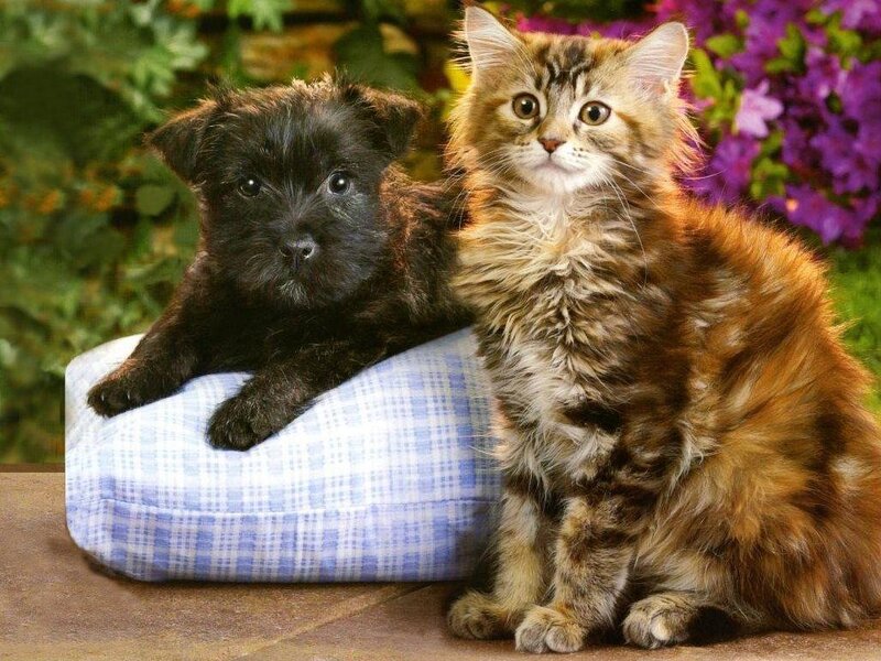 Black Puppy and Tabby Kitten