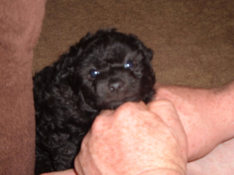 black puppy being held