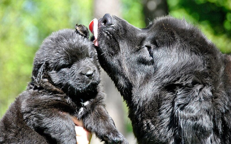 Black Puppy Being Licked