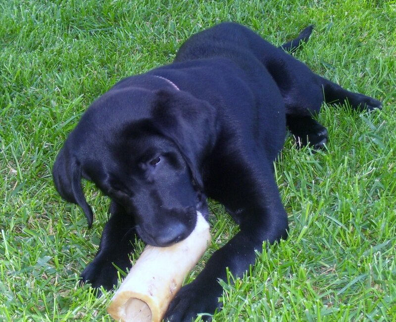 black puppy chewing bone