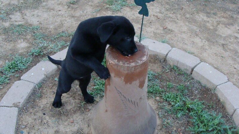 black puppy drinking from a pot